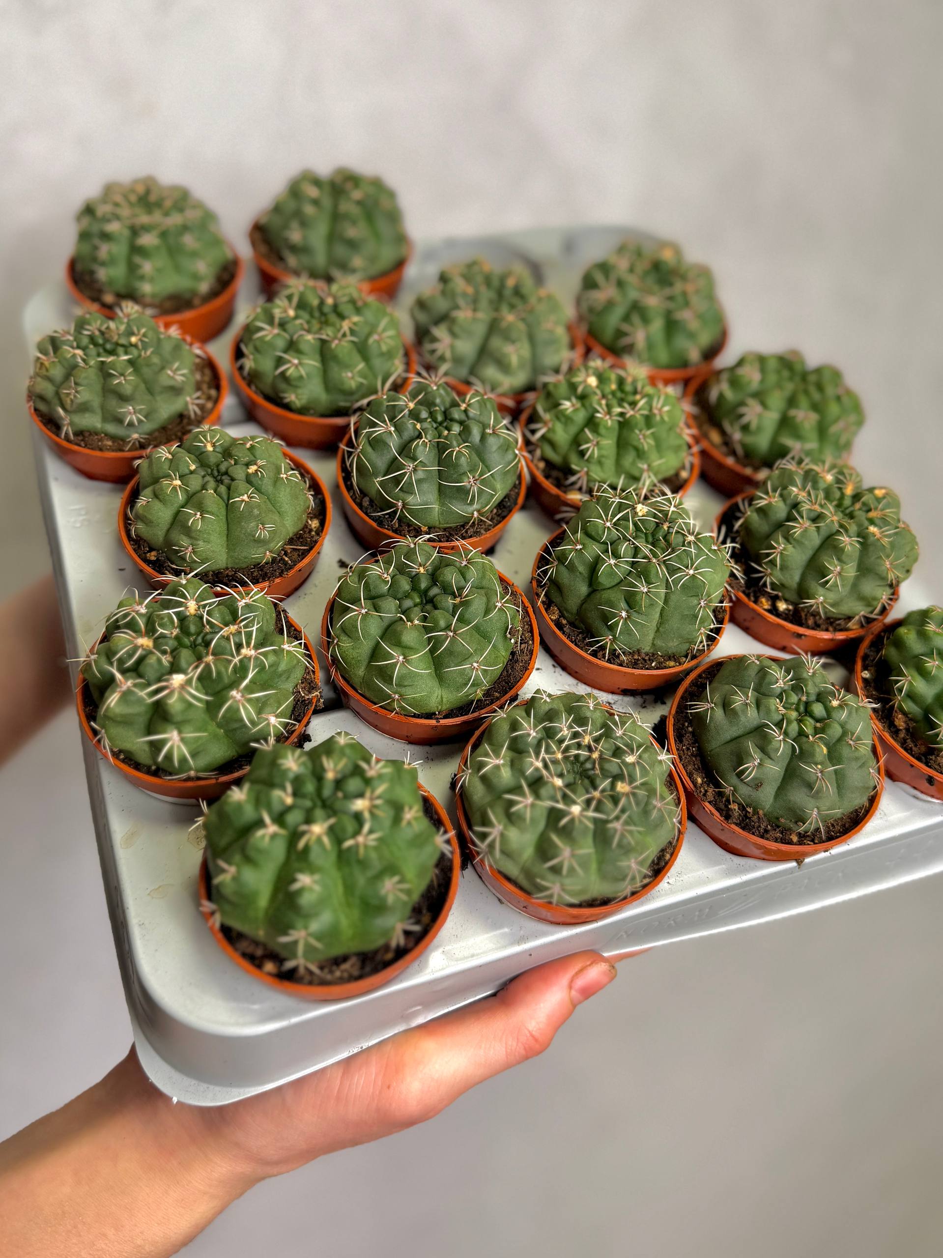 Кактус Гимнокалициум Саглионис (Gymnocalycium Saglionis) D5см