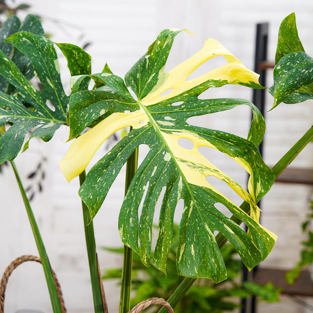 Монстера Деликатесная Тайское Созвездие (Monstera Thai Constellation) D6см