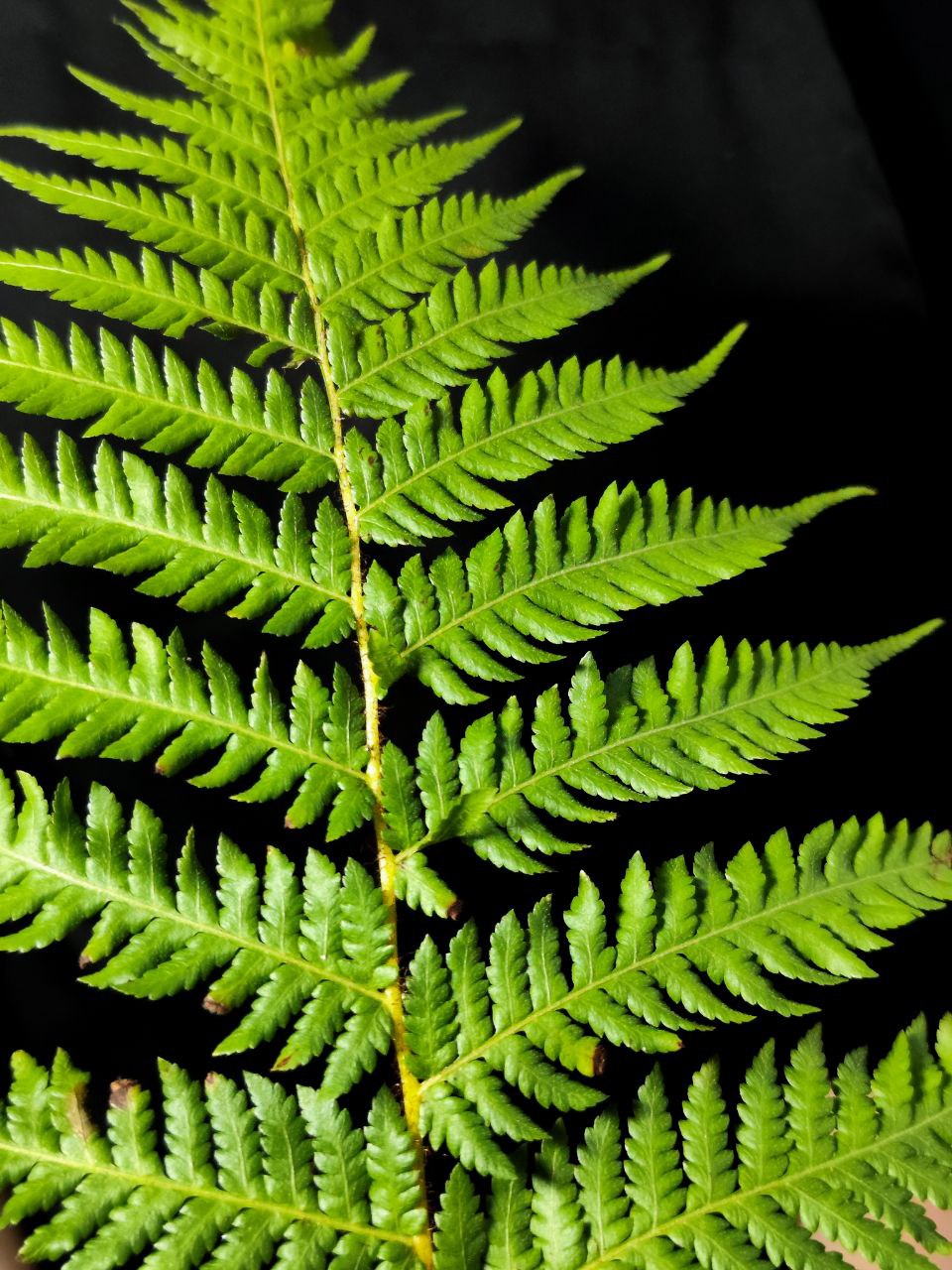 Папоротник Циатея Купера (Cyathea Cooperii) D12см