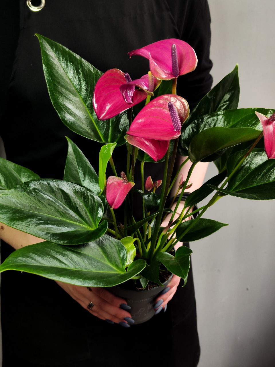 Антуриум Карма Пурпл (Anthurium Karma Purple) D12см