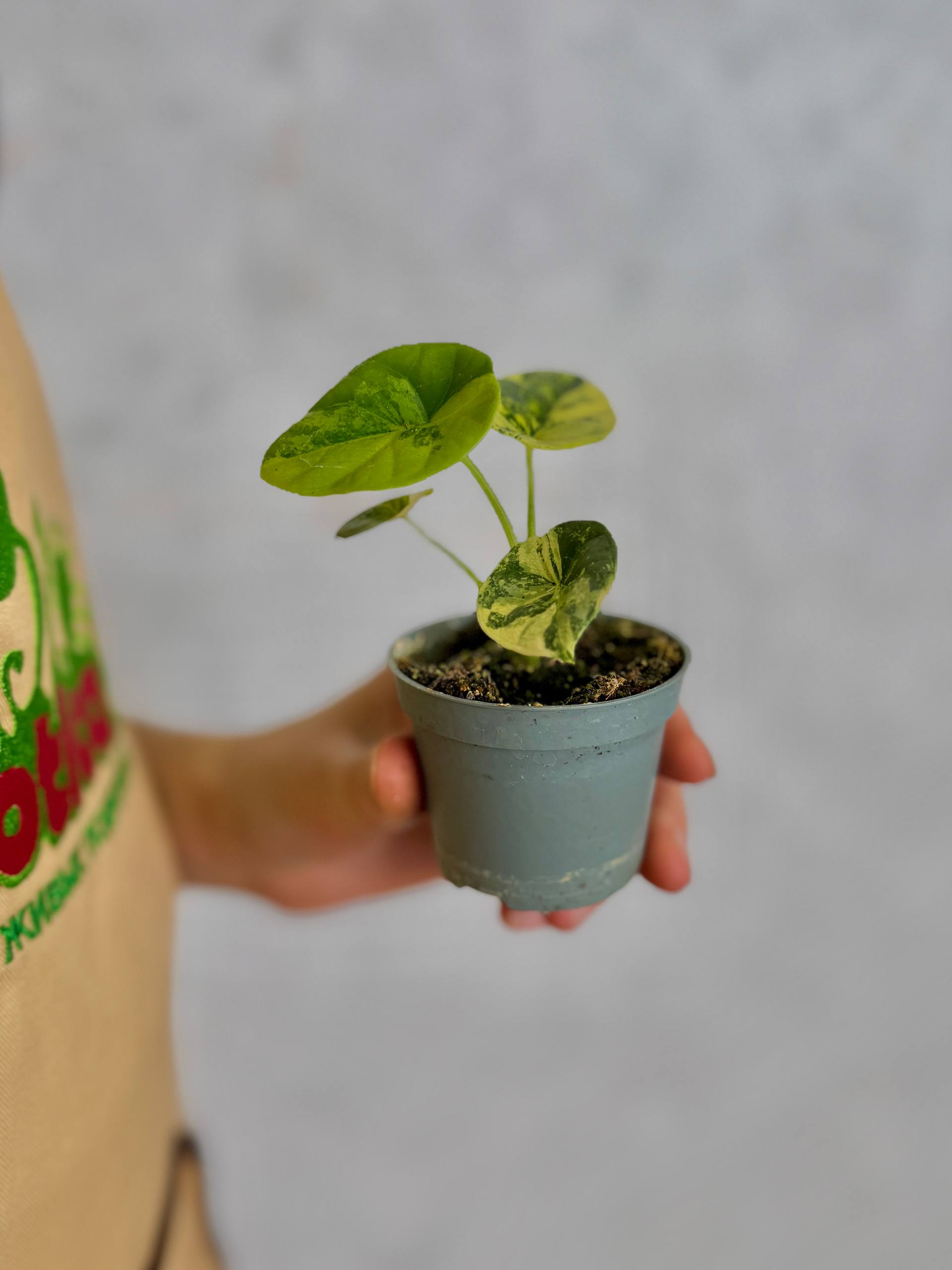 Алоказия Синуата Ауреа Вариегатная (Alocasia Sinuata Aurea Variegated) D6см