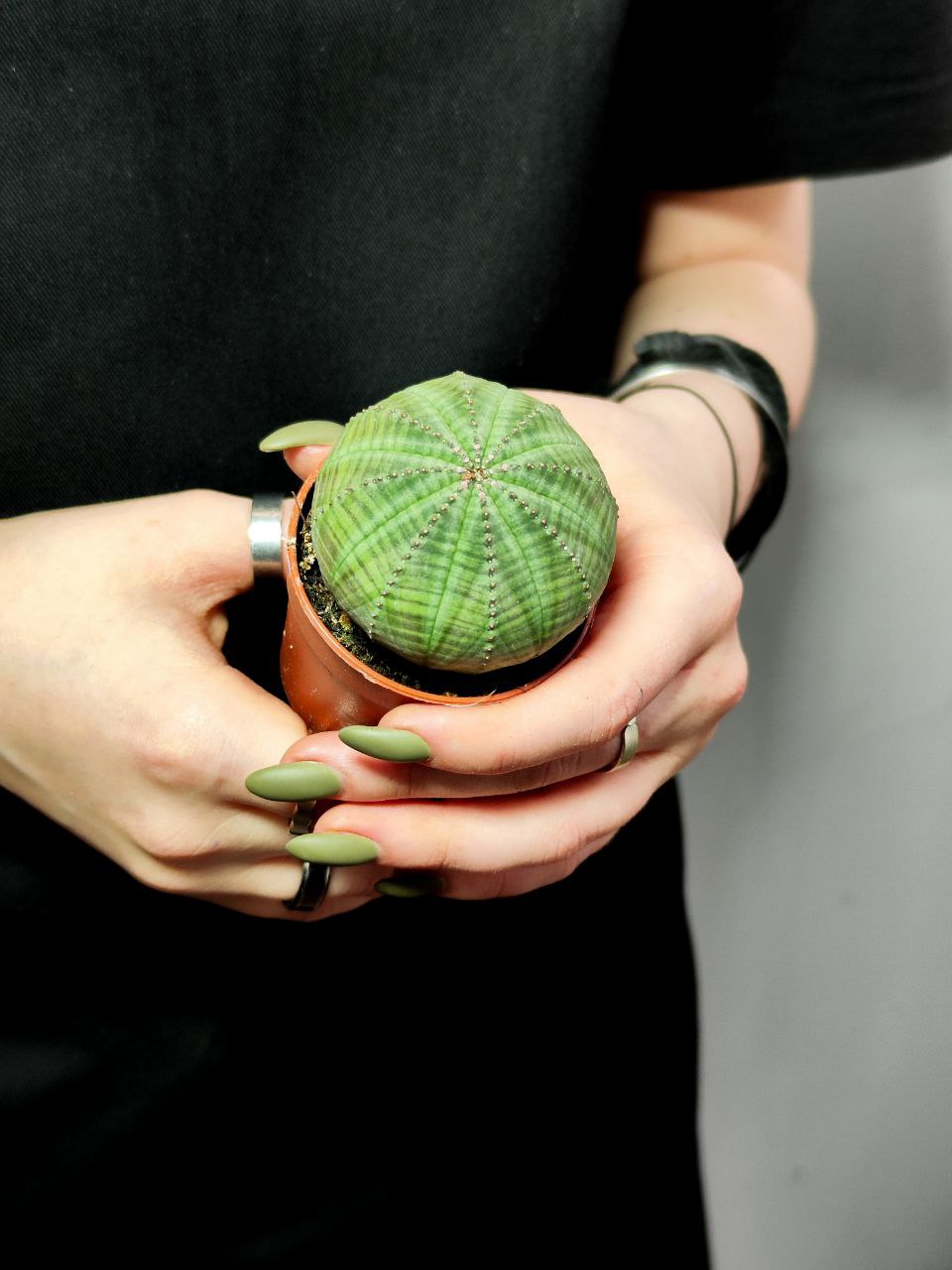 Молочай Тучный (Euphorbia Obesa) D5см
