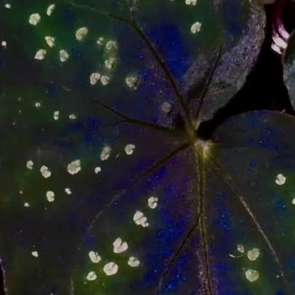 Бегония Пандора (Begonia Pandora) D8см