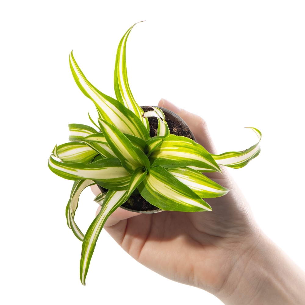 Хлорофитум Вариегата (Chlorophytum Variegatum) D6см