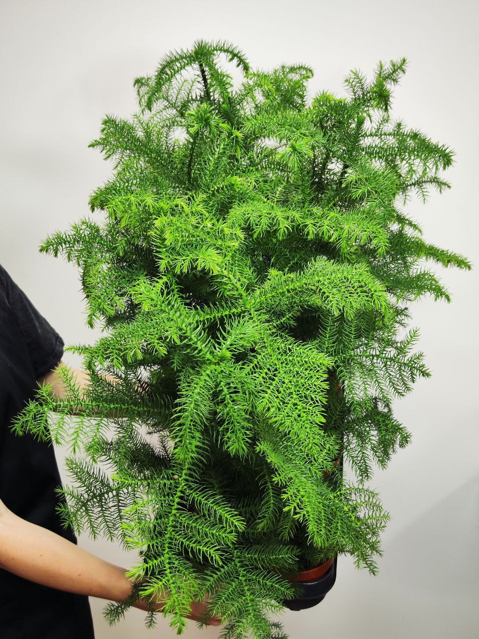 Араукария Разнолистная (Araucaria Heterophylla) D10см