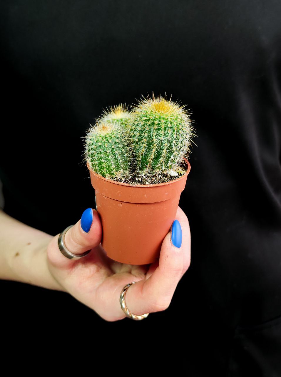 Нотокактус Ленингхауза Груп, или Лимонный Шар (Notocactus Leninghausii Group) D5см