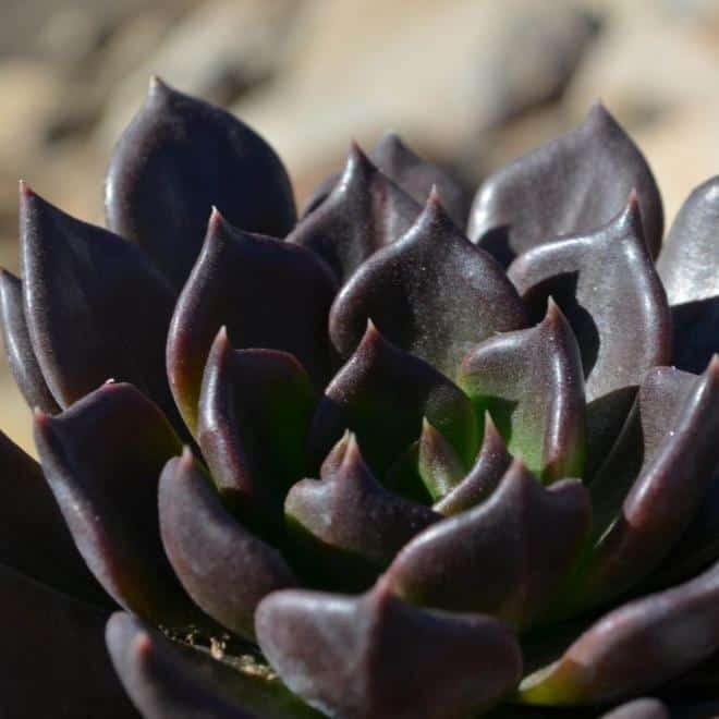 Эхеверия Черный Принц (Echeveria Black Prince) D8см