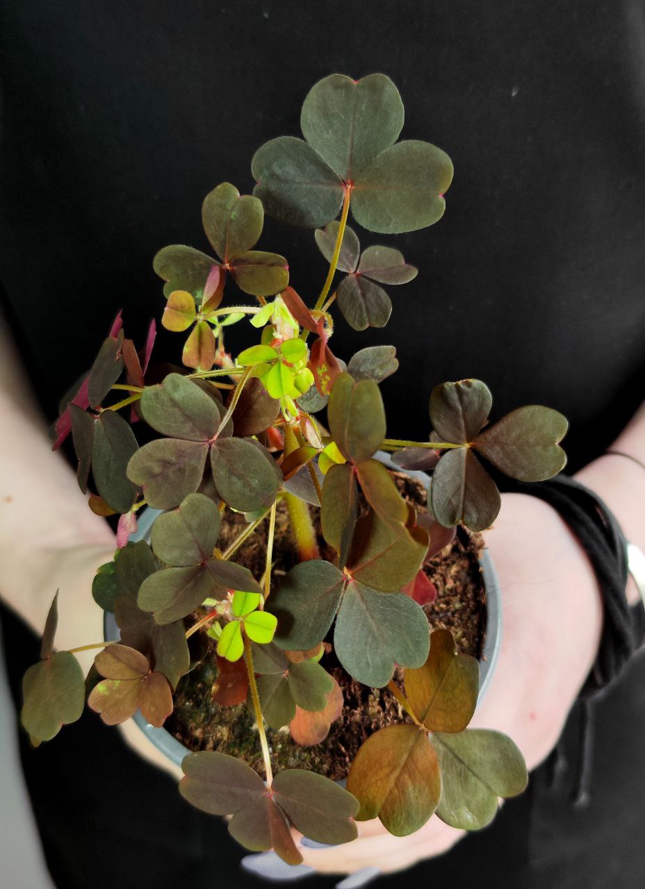 Оксалис Красный, Кислица (Oxalis Rubra) D10см