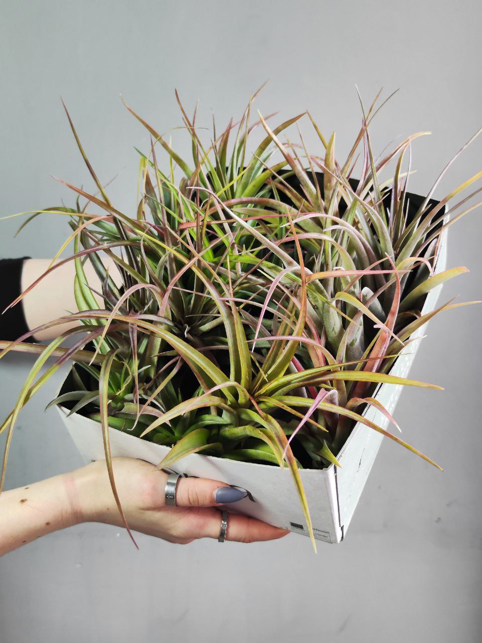 Тилландсия Мэджик XL (Tillandsia Magic XL)