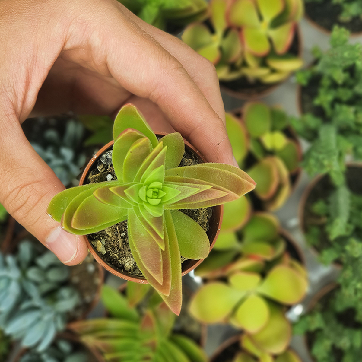 Крассула Капителла Зеленая (Crassula Capitella Green) D5см