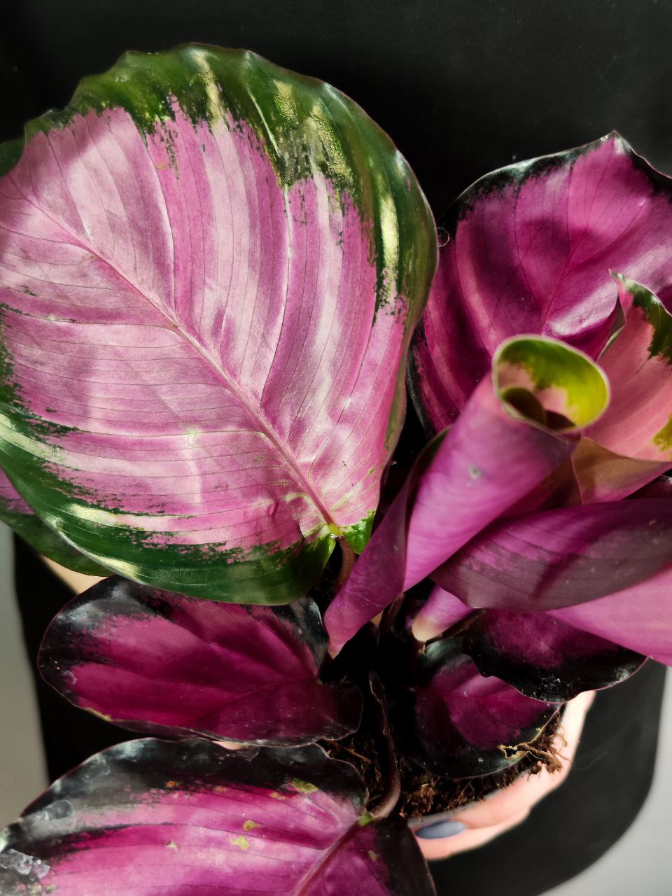 Калатея Розеопикта Рози (Calathea Roseopicta Rosy) D12см