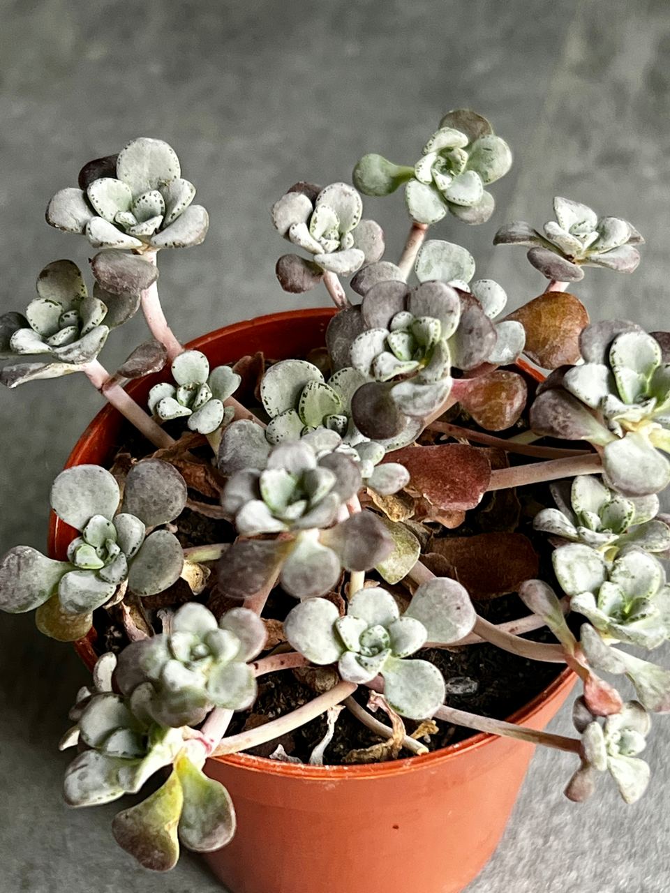 Седум Лопатчатолистный, или Пурпуреум (Sedum Purpureum) D5см