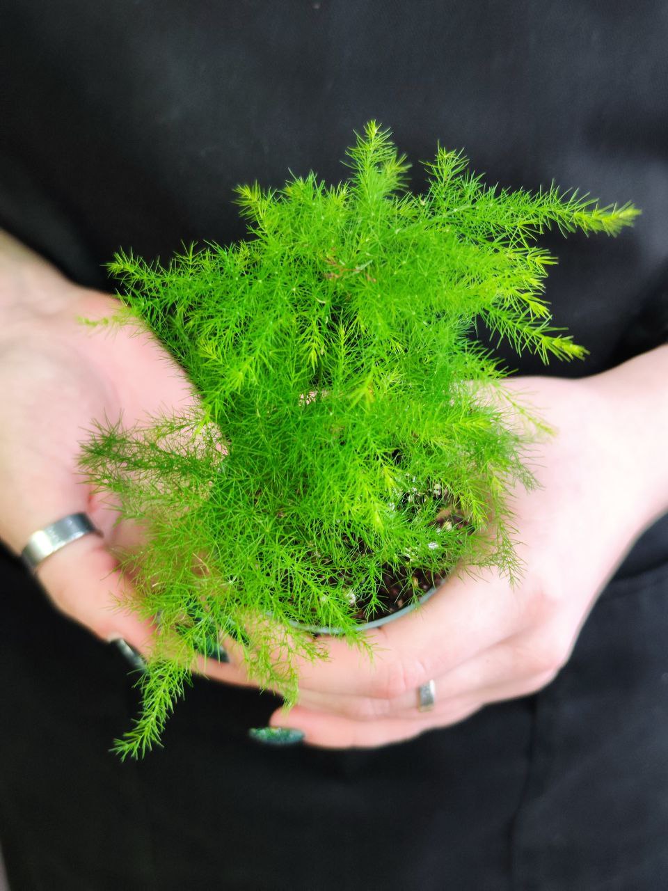 Аспарагус Плюмозус (Asparagus Plumosus) D6см