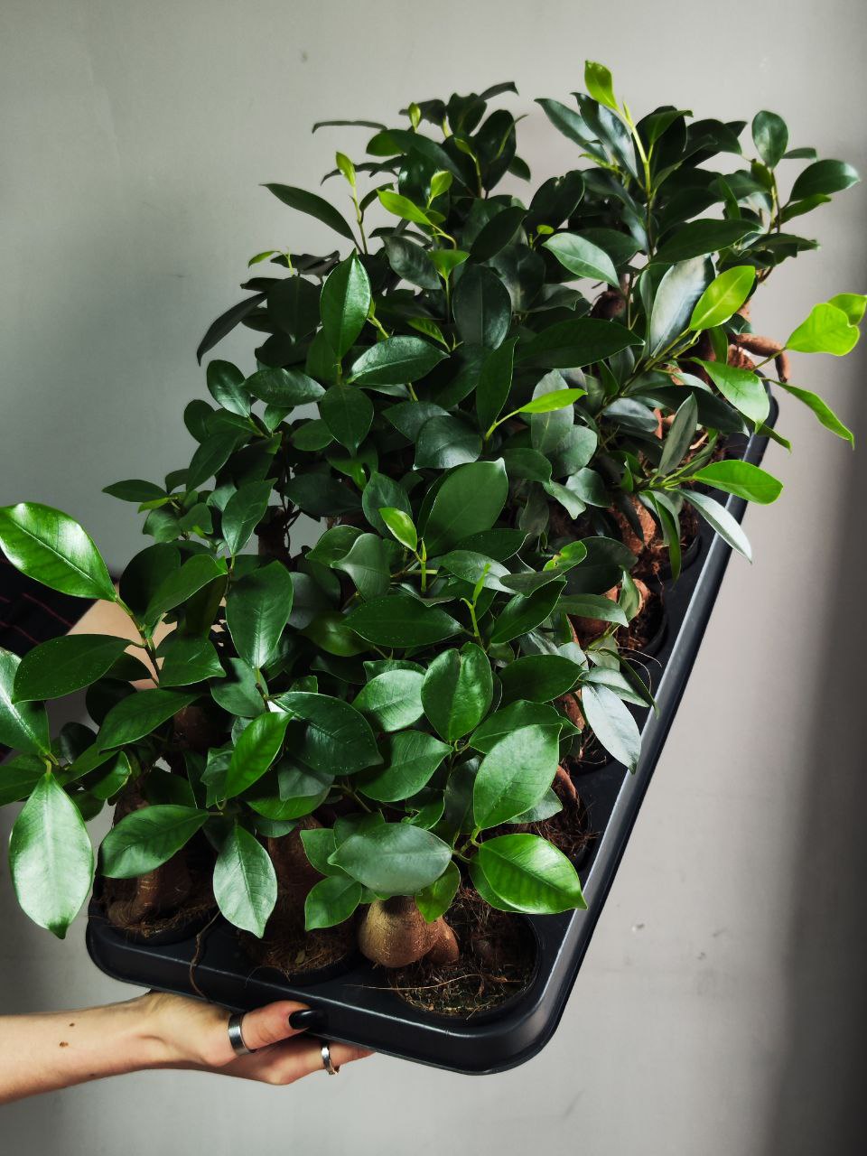 Фикус Гинсенг, или Фикус Женьшень (Ficus Ginseng) D7см