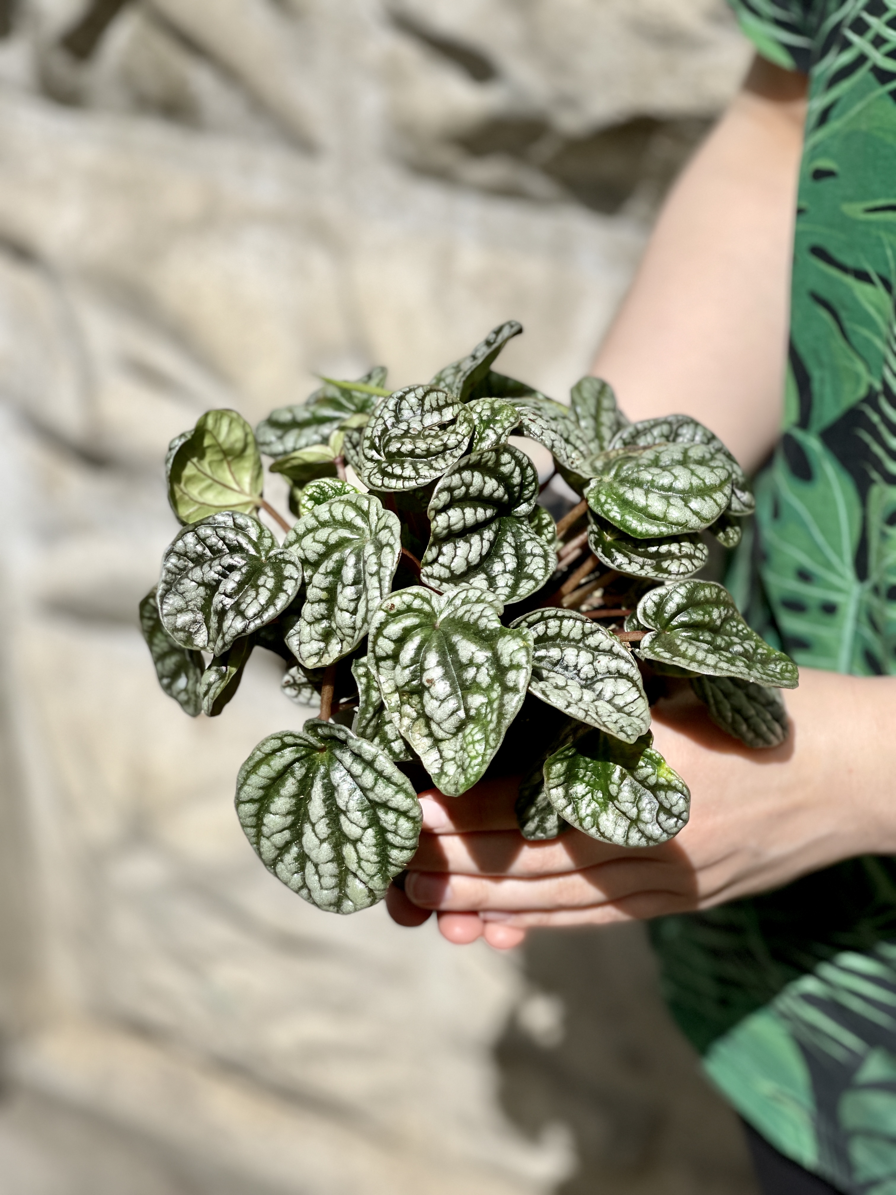 Пеперомия Сморщенная Бурбелла (Peperomia Сaperata Burbella) D11см