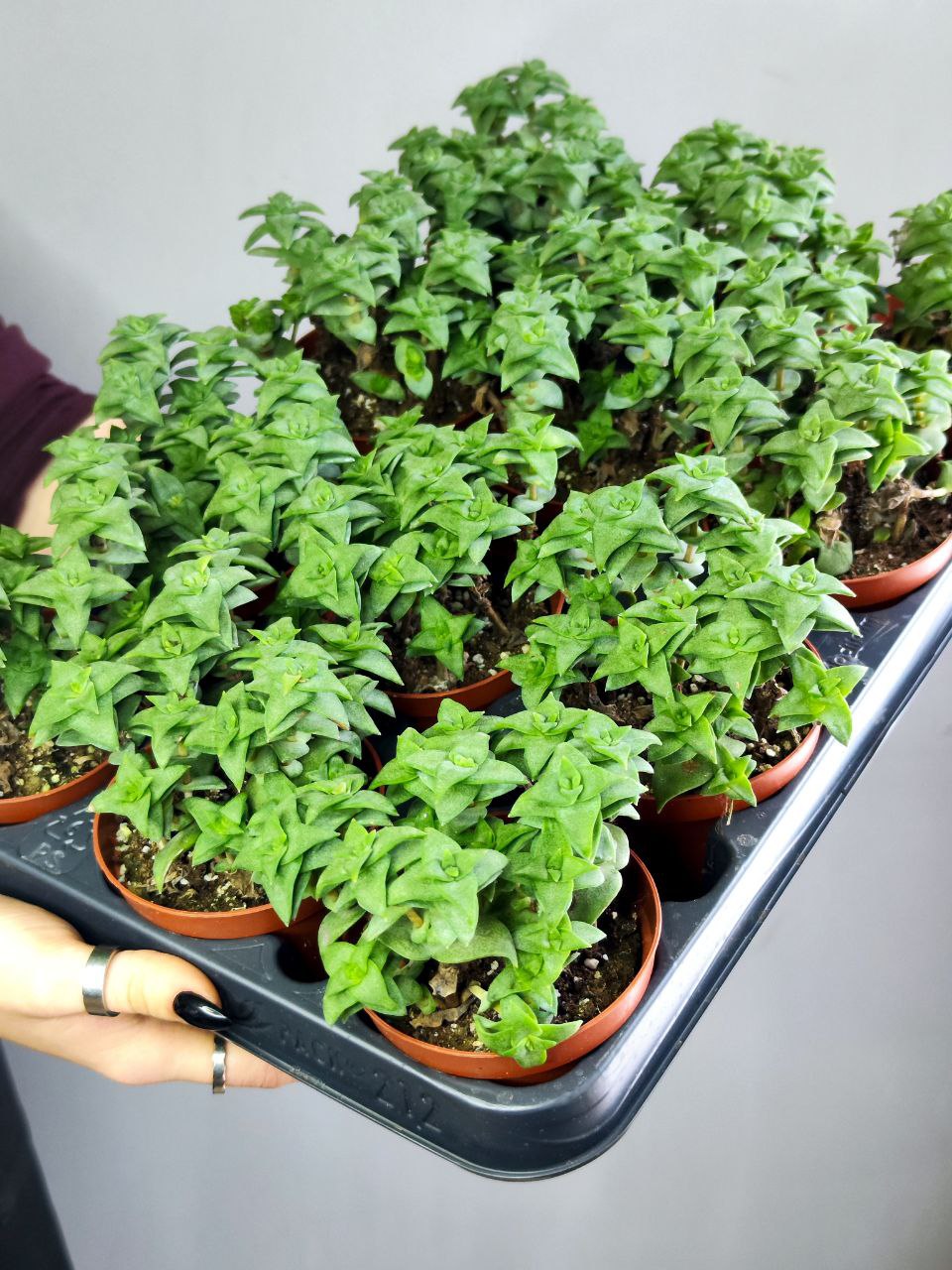 Крассула Продырявленная (Crassula Perforate) D8,5см