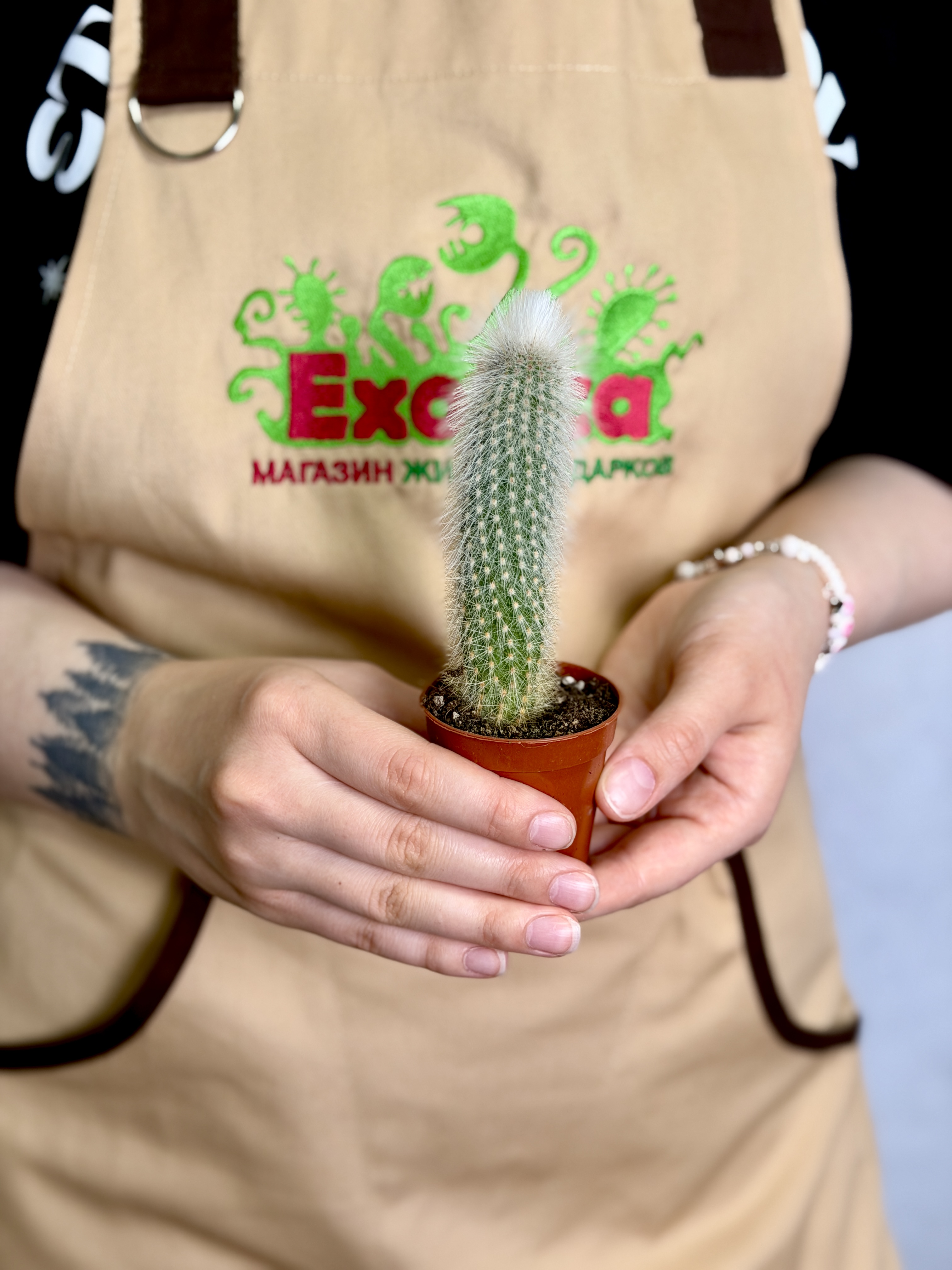 Кактус Клейстокактус Штрауса Одиночный (Cleistocactus Strausii) D5см