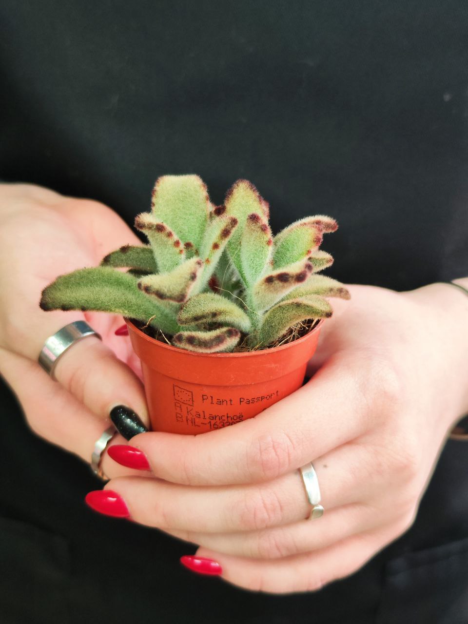 Каланхоэ Томентоза Аида (Kalanchoe Tomentosa Aida) D5см