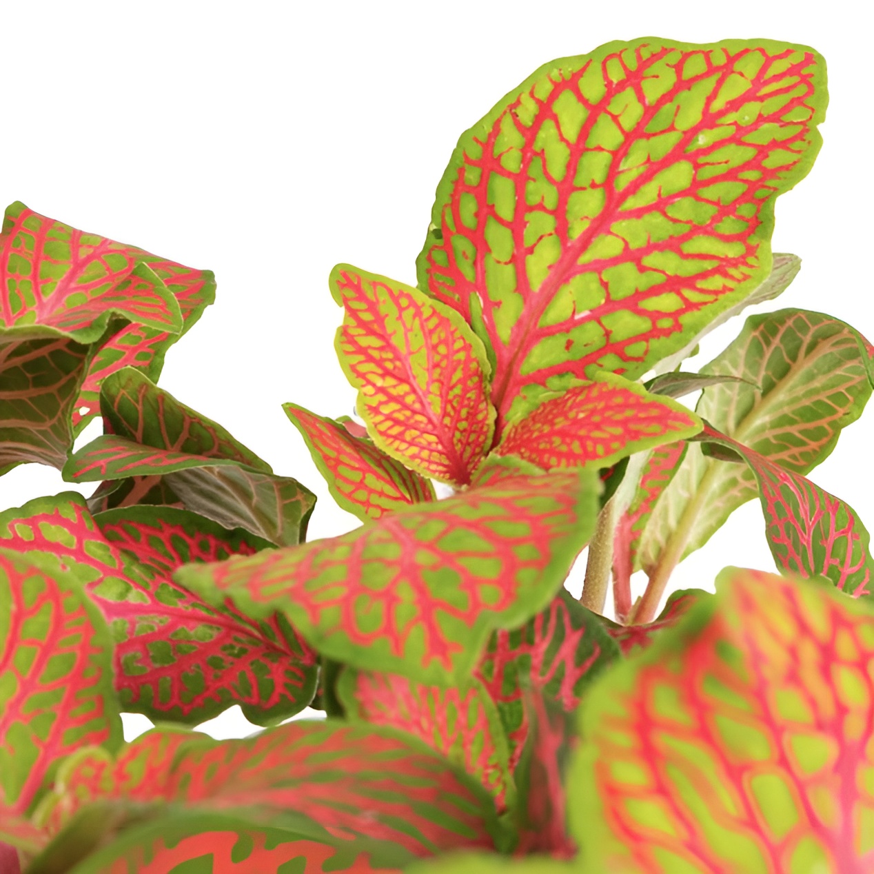 Фиттония Скелетон (Fittonia Skeleton) D8,5см