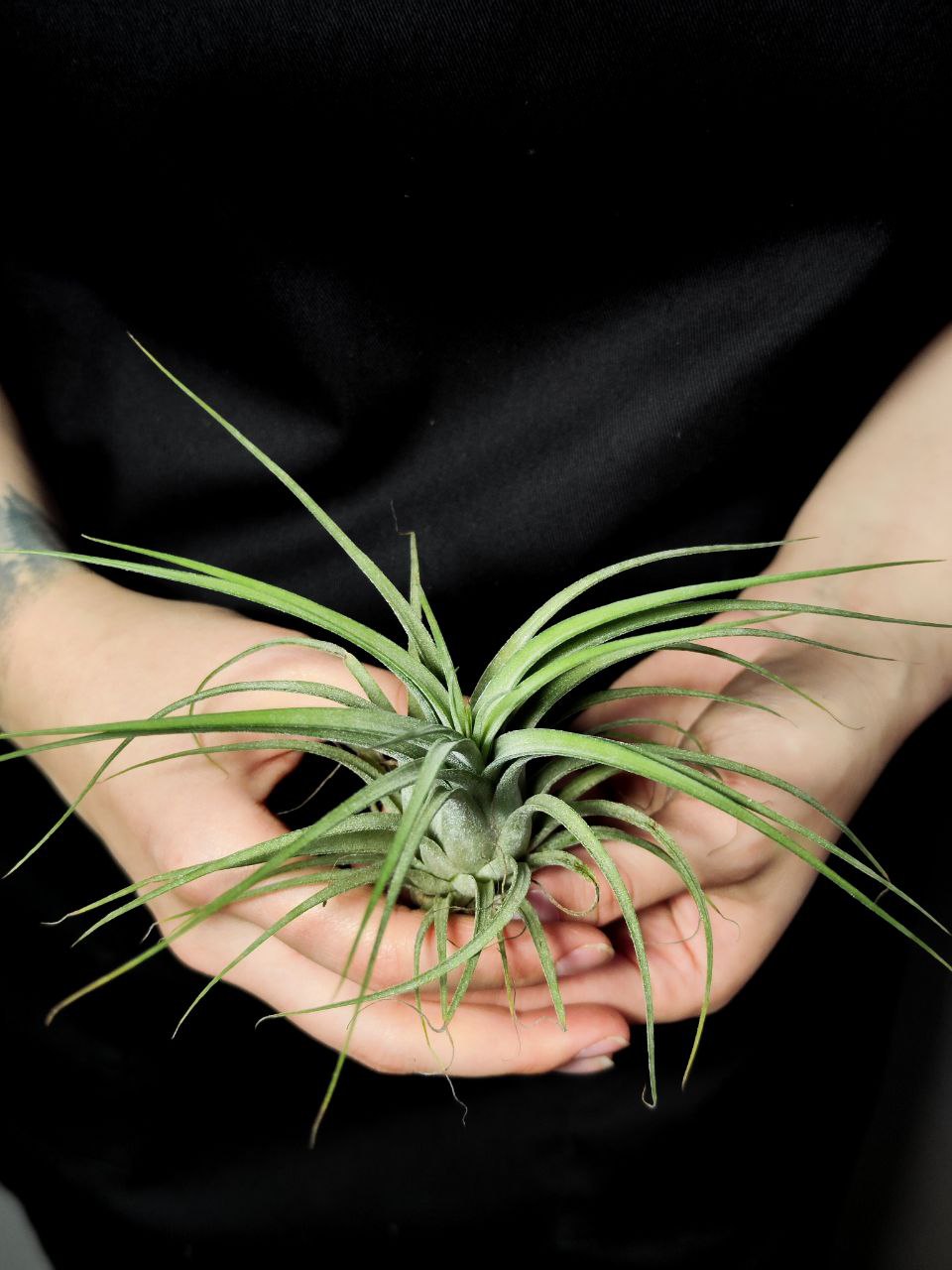 Тилландсия Ионанта Викториана (Tillandsia Ionantha X Brachycalous Victoriana)