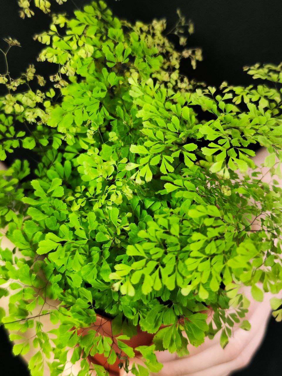 Папоротник Адиантум Микрофилум (Adiantum Microphyllum) D8,5см