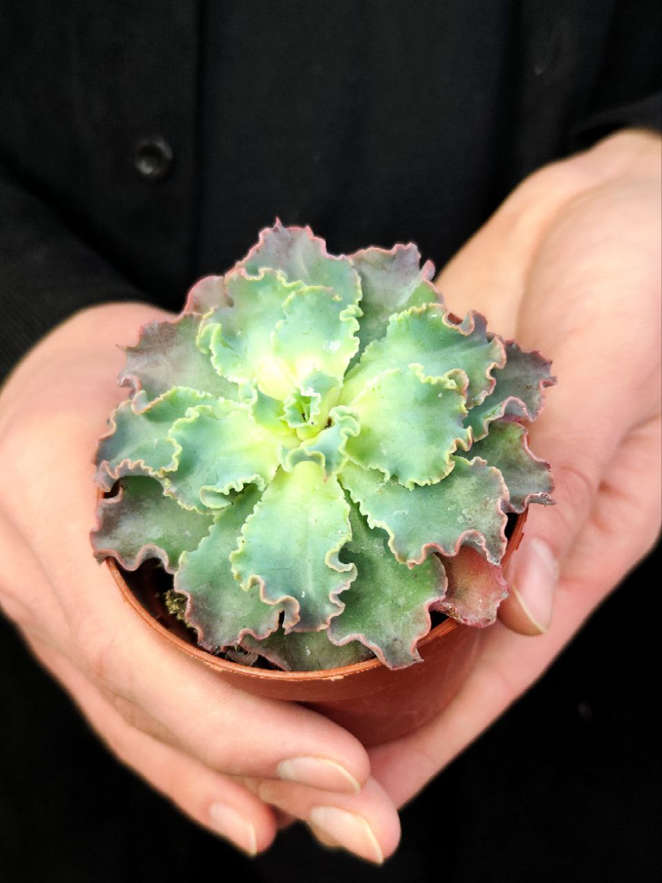 Эхеверия Шавиана Голубые Кудри (Echeveria Shaviana Blue Curls) D8,5см