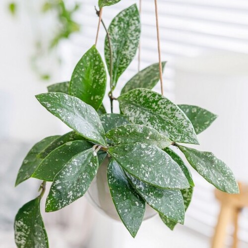 Хойя Рундуменсис Сплэш (Hoya Rundumensis Splash) D12см