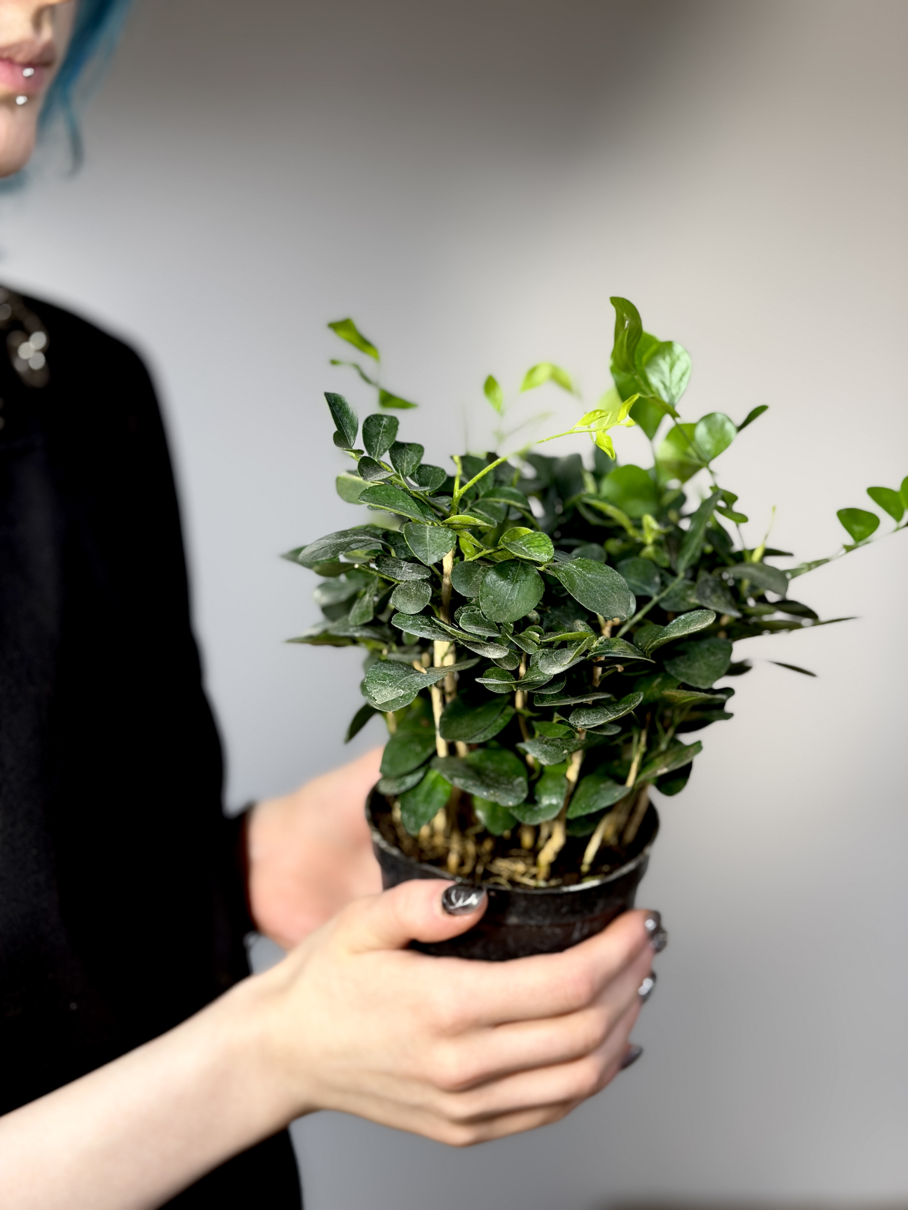 Мурайя (Муррайя) Метельчатая (Murraya Paniculata) D11см