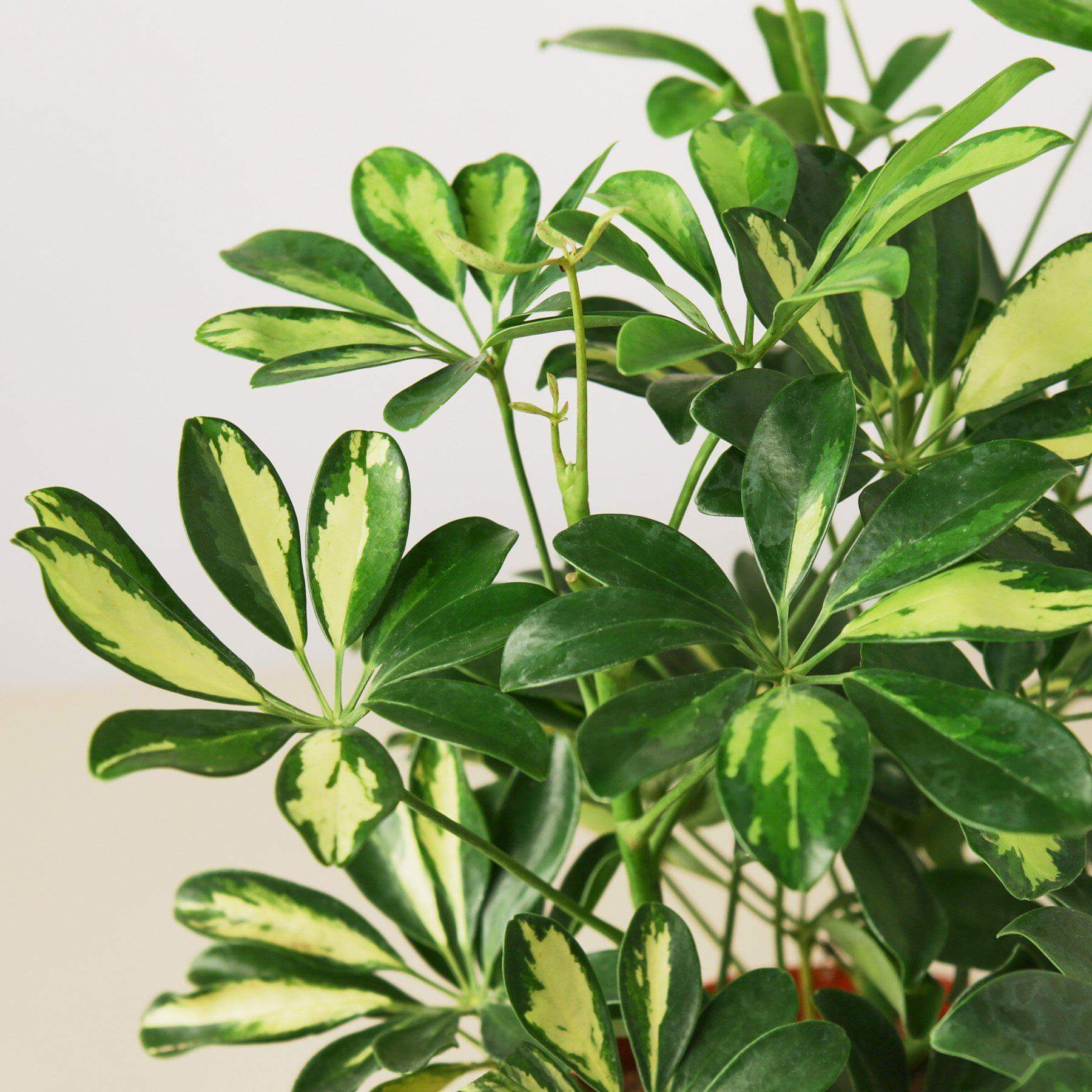 Шеффлера Мадам де Смет (Schefflera Madame De Smet) D12см