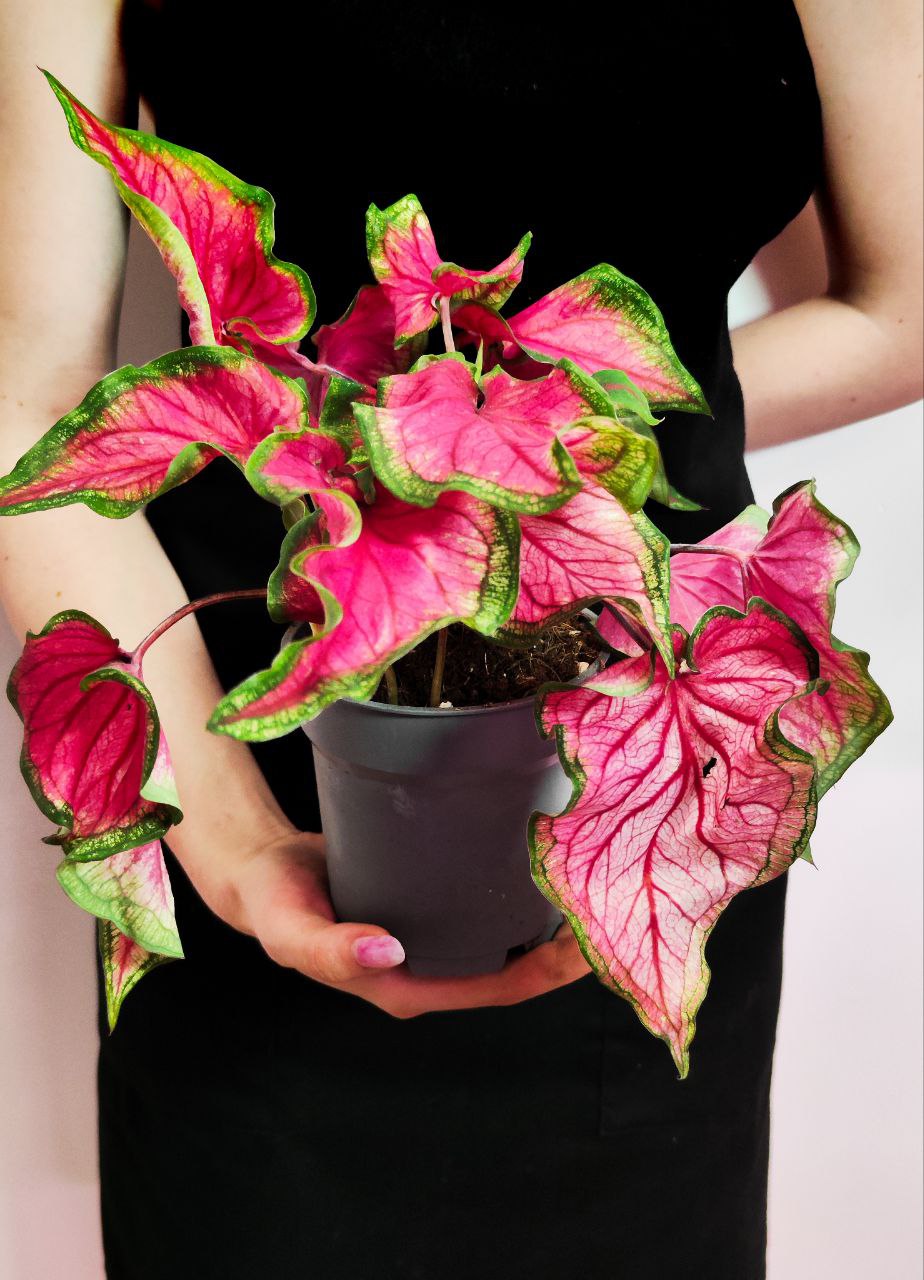 Каладиум Биколор Возлюбленная Флорида (Caladium Bicolor Florida Sweetheart) D12см