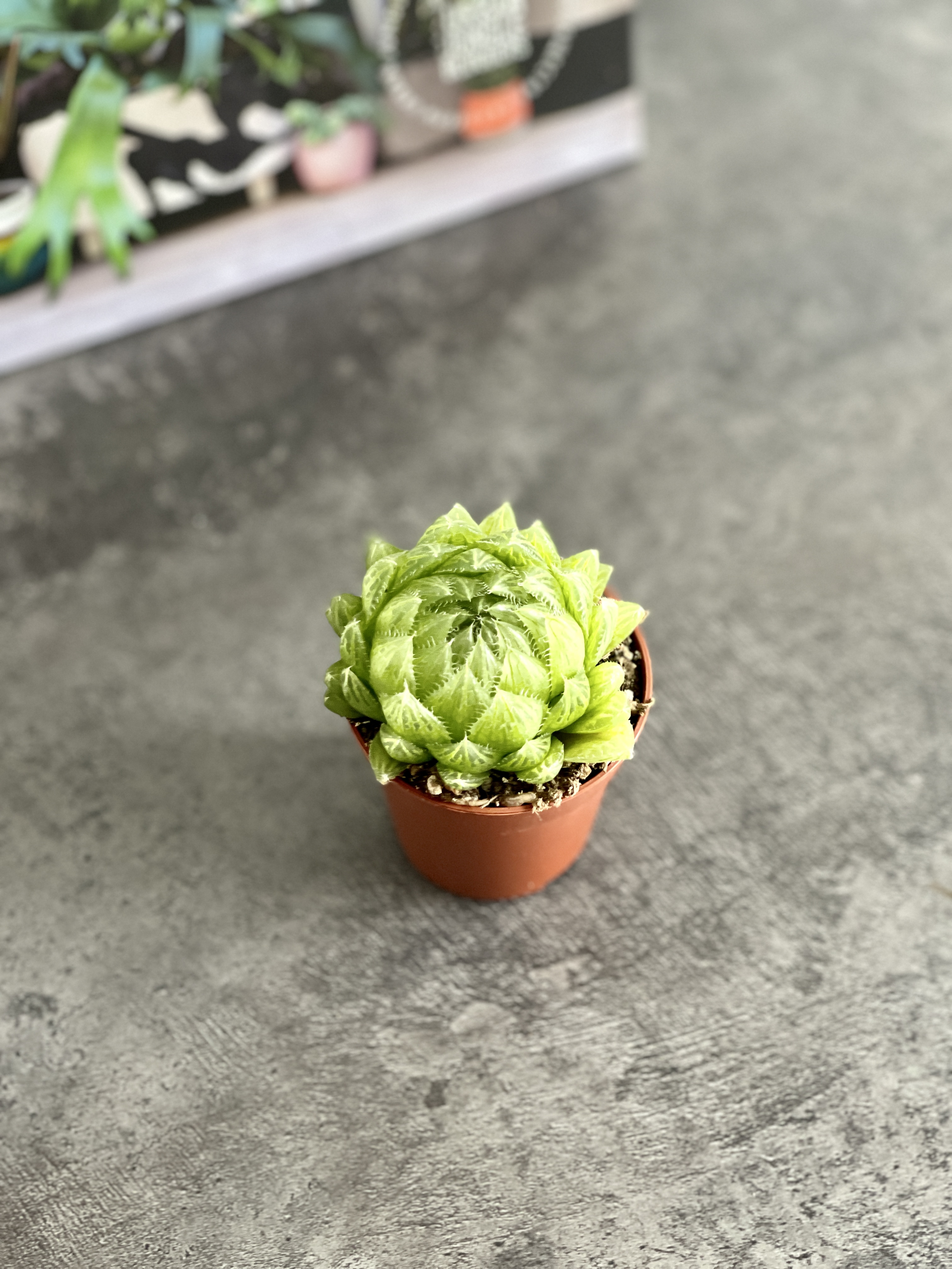 Хавортия Купера Пиктурата (Haworthia Cooperi var. Picturata) D5см