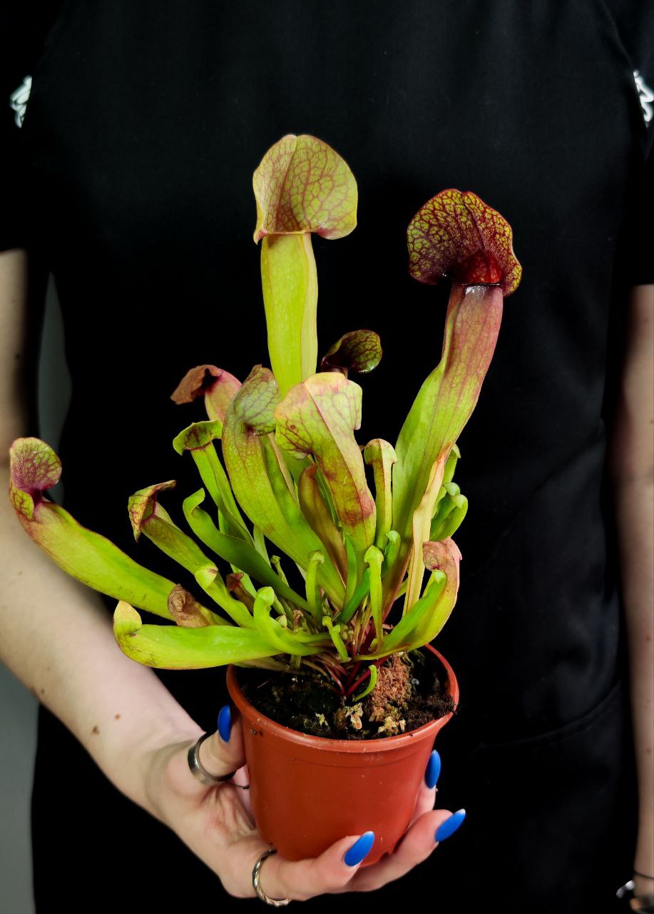 Саррацения Катесбай (Sarracenia Catesbaei) D9см