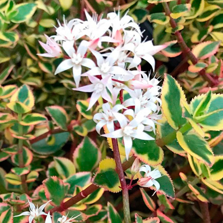 Крассула Сарментоза (Crassula Sarmentosa) D5см
