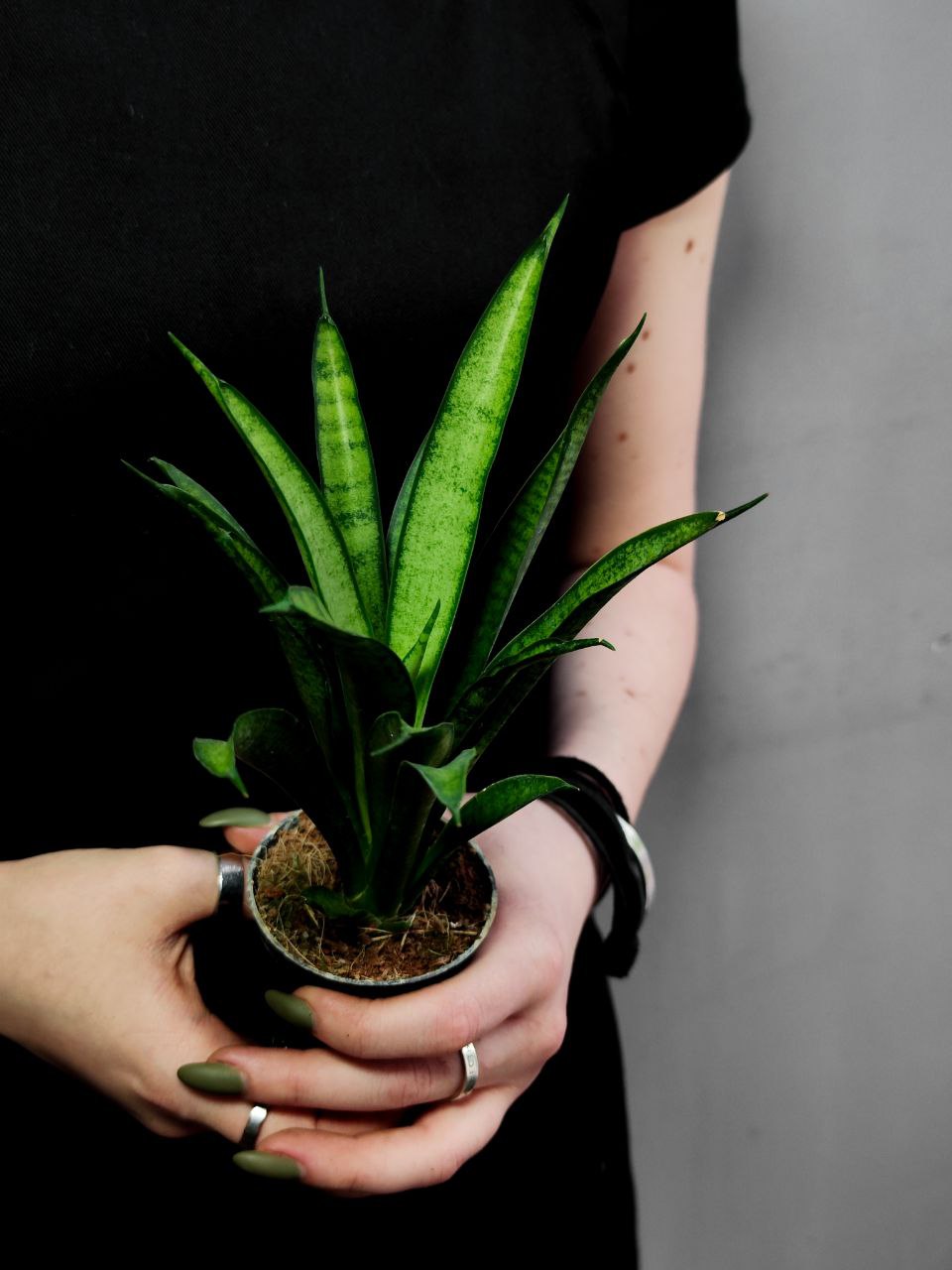 Сансевиерия Пантера (Sansevieria Panthera) D6см