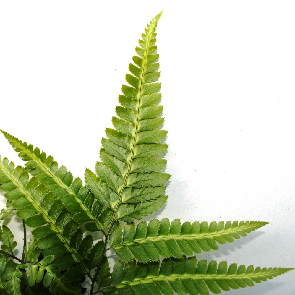 Румора Адиантиформис Вариегата (Rumohra Adiantiformis Variegata) D8,5см