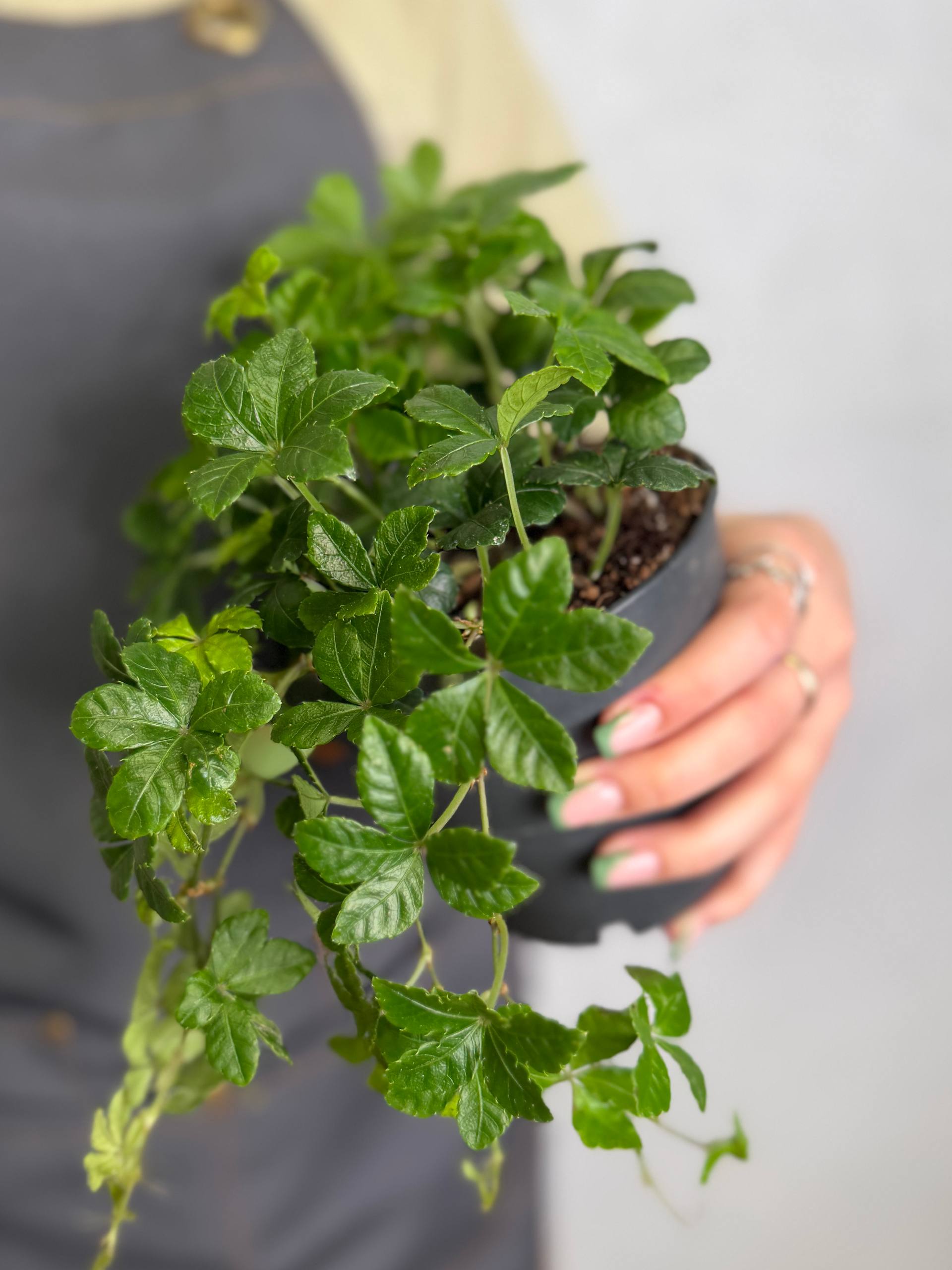 Партеноциссус Стриата (Parthenocissus Striata) D12см