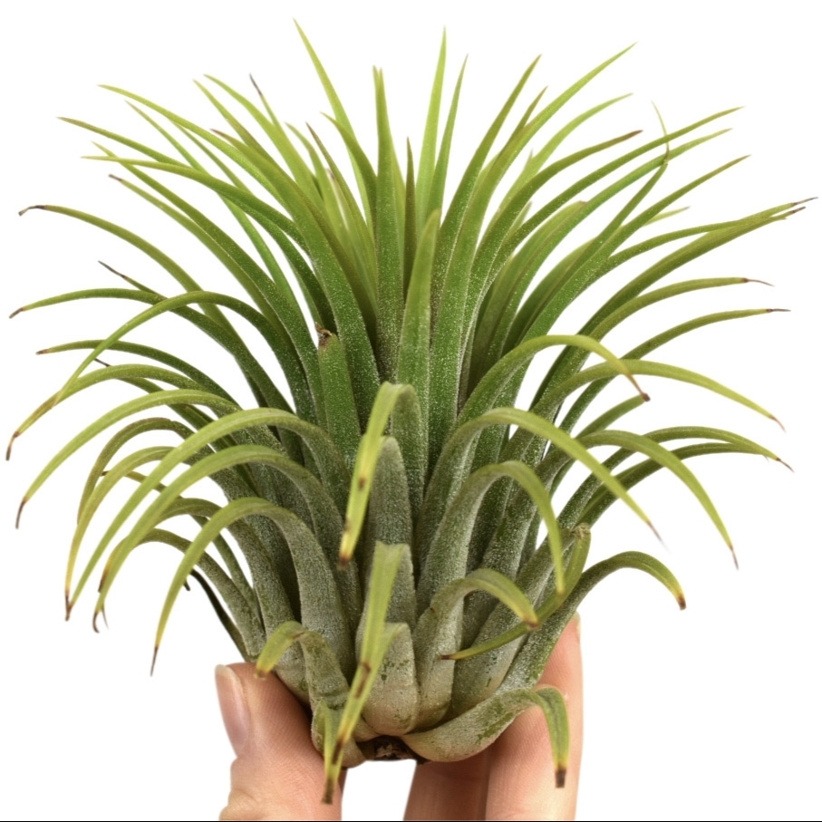 Тилландсия Ионанта Зеленая XL (Tillandsia Ionantha Green XL)