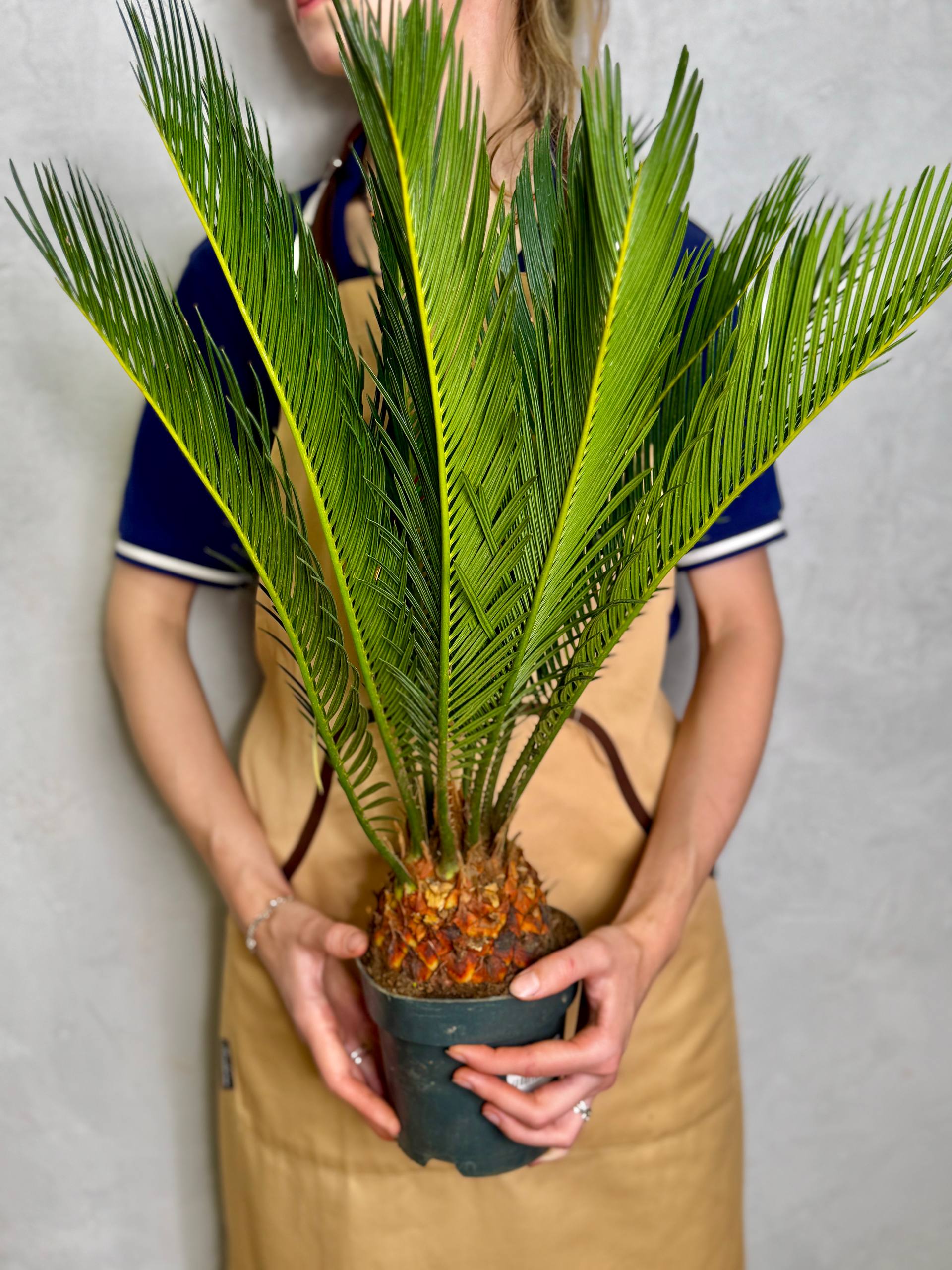 Цикас Революта (Cycas Revoluta) D14см
