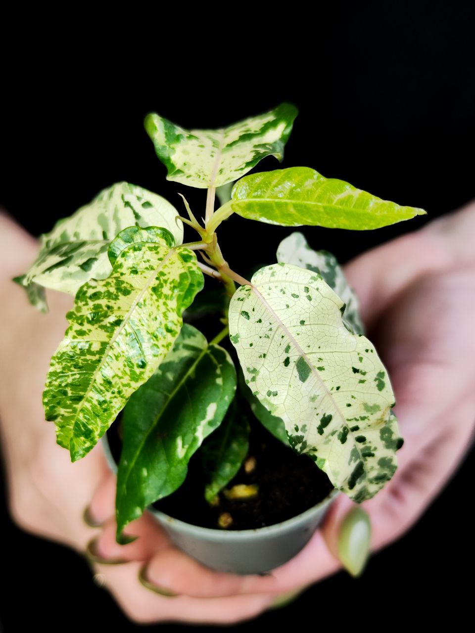Фикус Альтиссима Нью Клон (Ficus Altissima New Clon) D6см