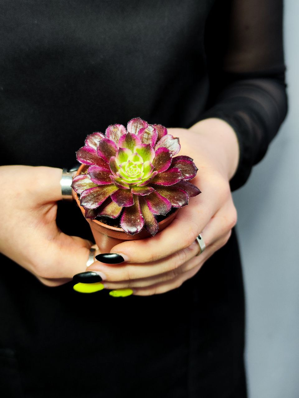 Эониум Марди Грас (Aeonium Mardi Gras) D5см