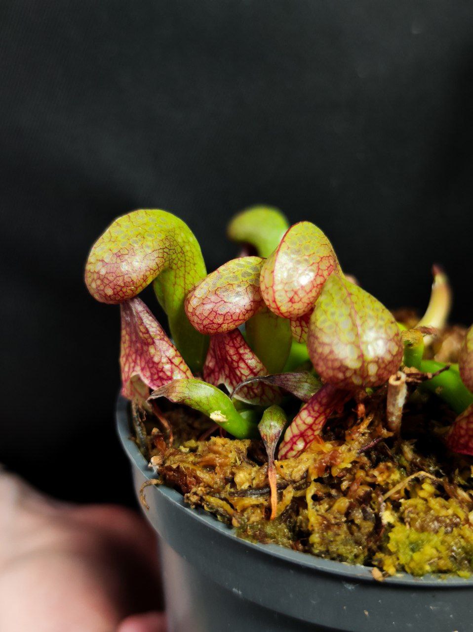 Дарлингтония Калифорнийская (Darlingtonia Californica) D9см
