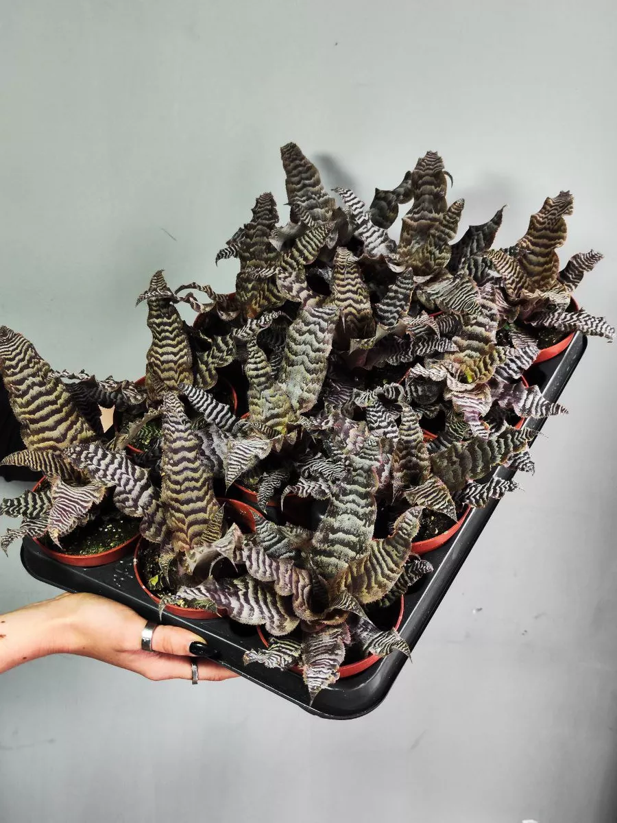 Криптантус Зонатус (Cryptanthus Zonatus) D9см
