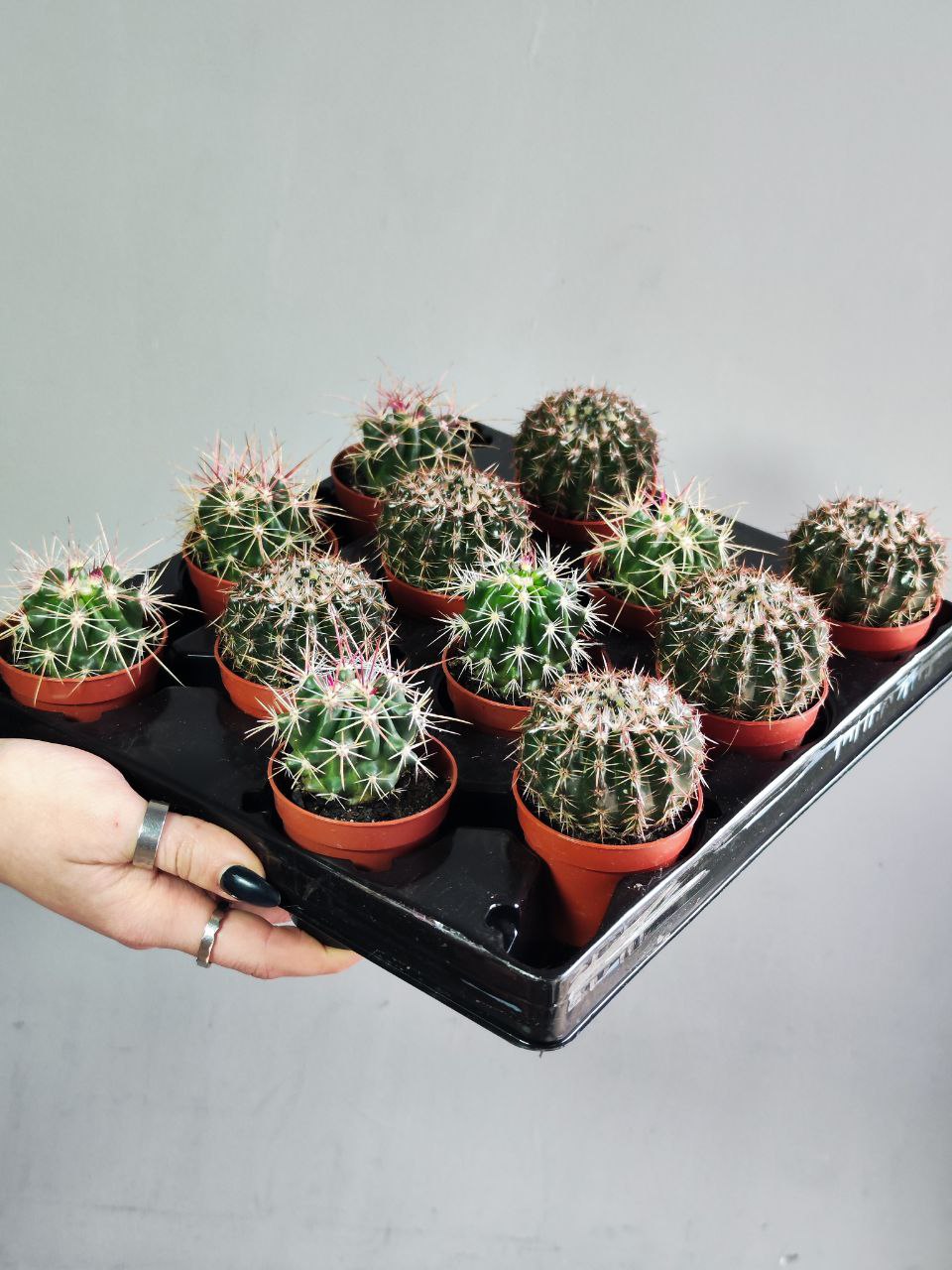 Кактус Округлый (Cactus Mix) D5см