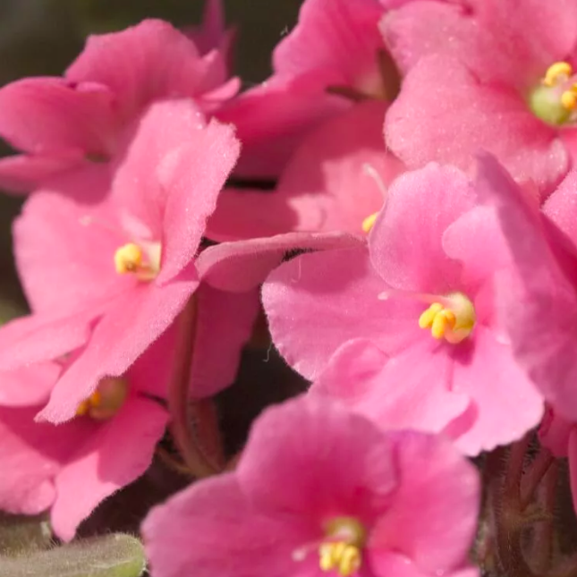 Сенполия Нежно-Розовая, или Фиалка (Saintpaulia Pink) D10см