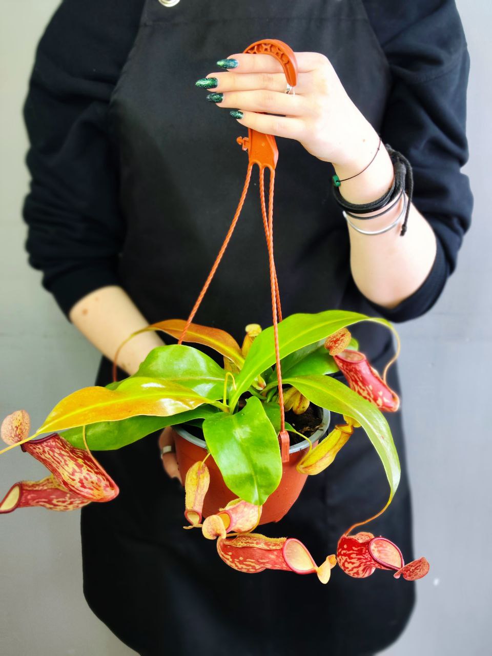 Непентес Гая (Nepenthes Gaya) D14см в подвесном кашпо
