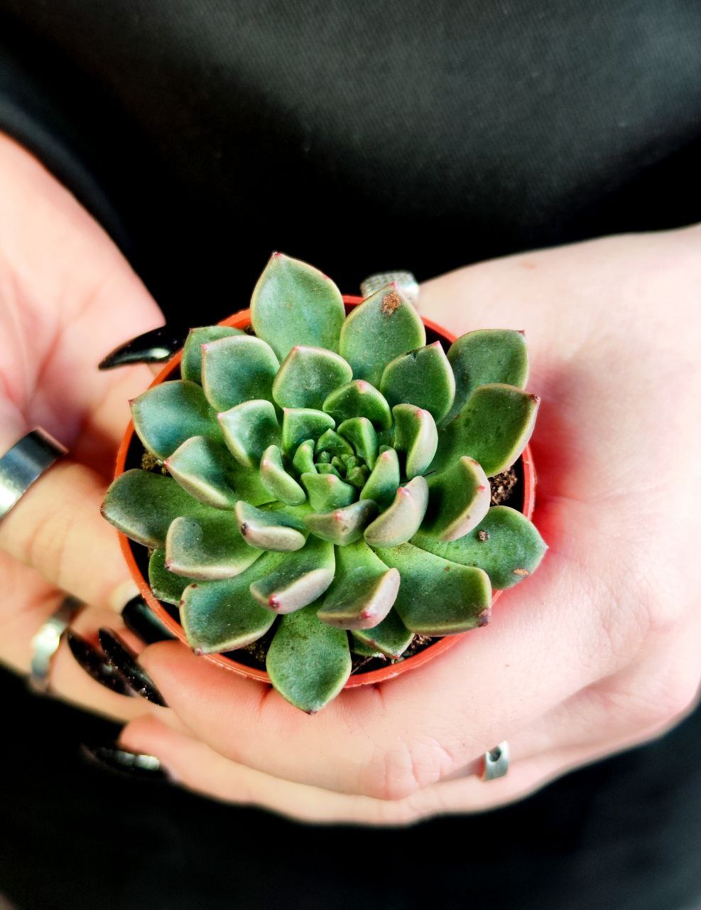 Граптопеталум Вега (Graptopetalum Vega) D5см
