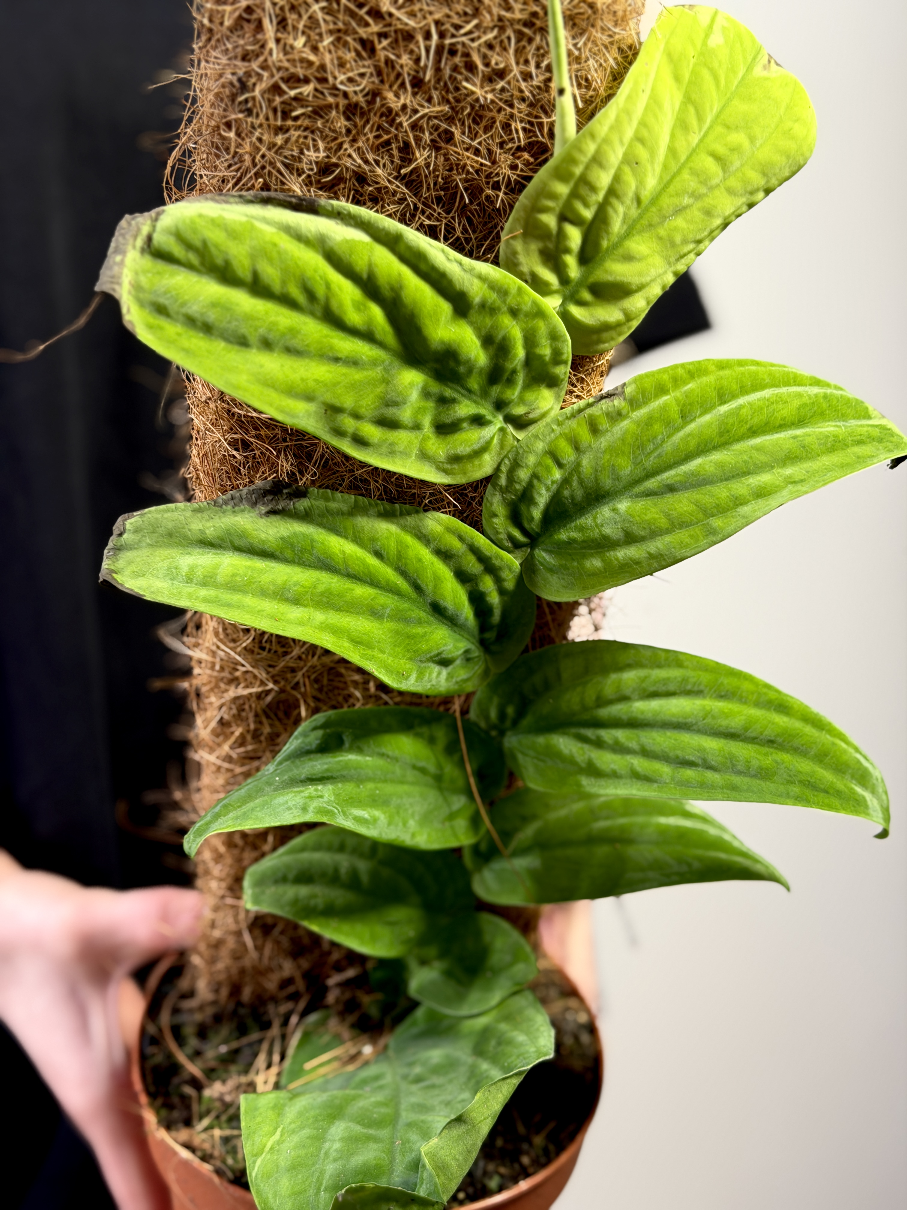 Рафидофора Кортхалса Марбл Ауреа (Rhaphidophora Korthalsii Marble Aurea) D14см