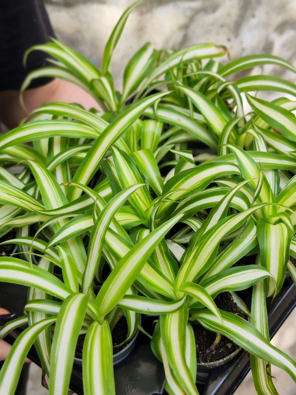 Хлорофитум Вариегата (Chlorophytum Variegatum) D6см