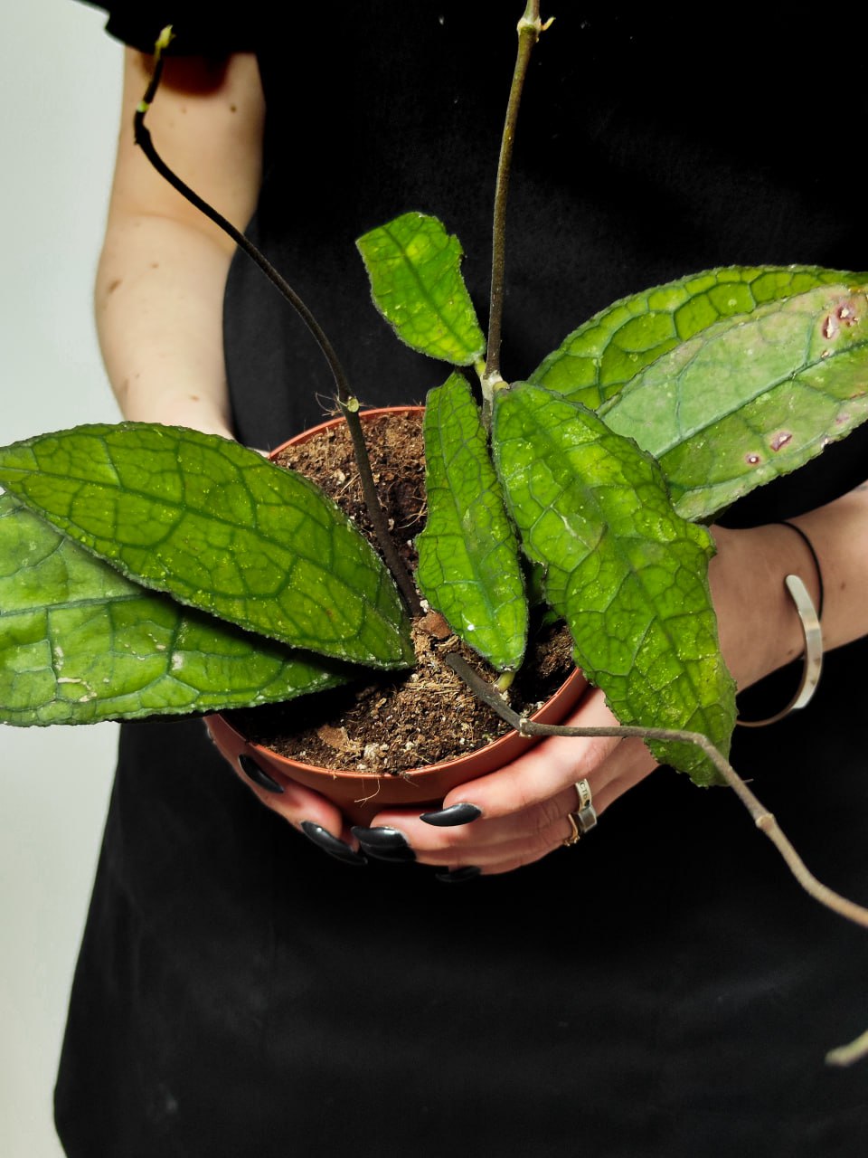 Хойя Клемензиорум Дарк Лиф (Hoya Clemensiorum Dark Leaf) D10см
