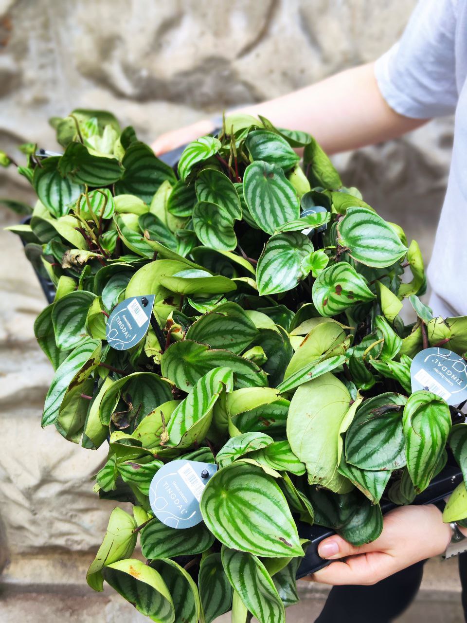 Пеперомия Арбузная уцен. (Peperomia Argyreia) D11см